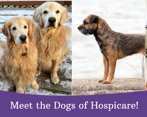 Banner Image of Dogs Bring Love and Comfort to Hospicare