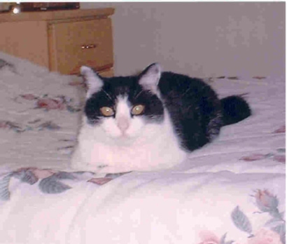 Thumbnail for The Cat Who Brought Music to Hospicare (And the Woman Who Led the Charge)